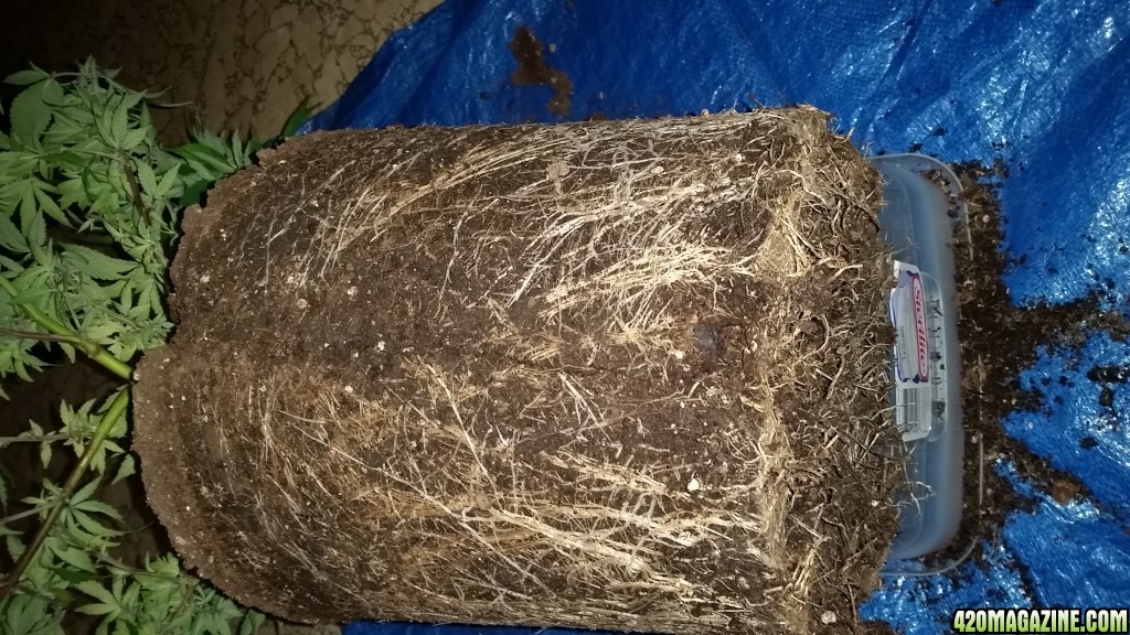 Blue Dream Final Transplant 7 gal Roots 2