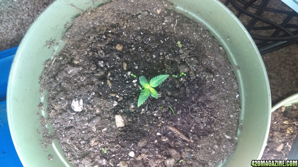 Blue dream help