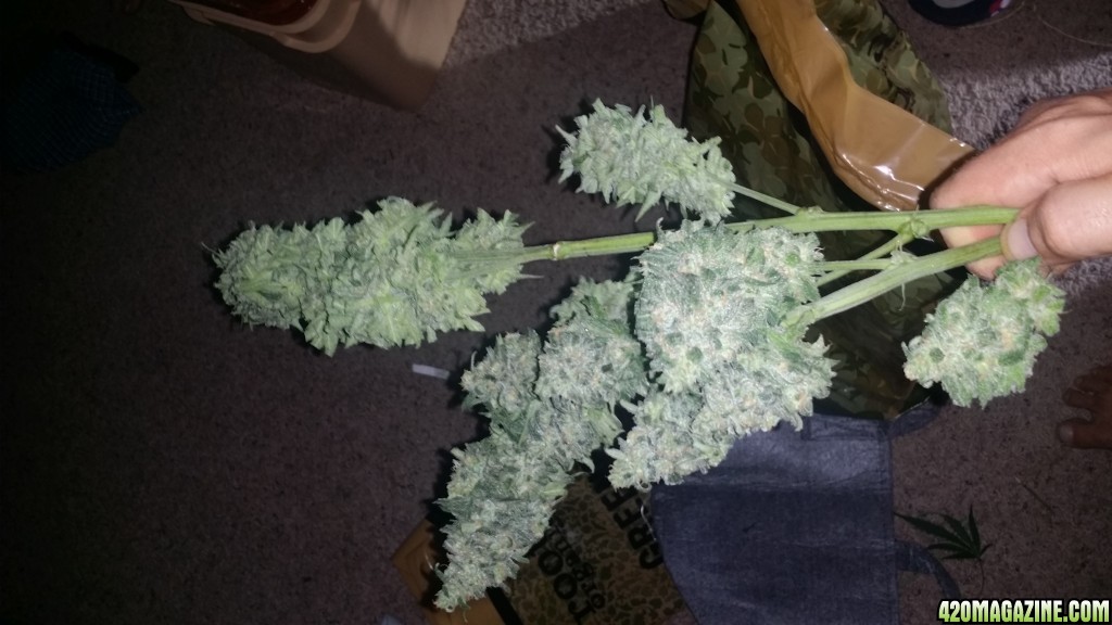 Blue Dream Hydroponic mid Colas