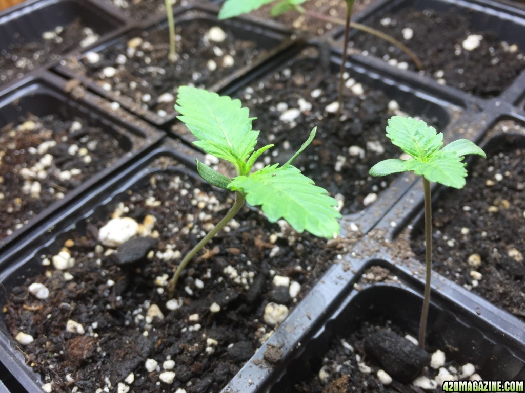 Blue Dream, OG Kush, White Widow, 1 week from sow.