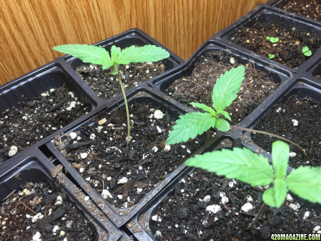 Blue Dream, OG Kush, White Widow, 1 week from sow.