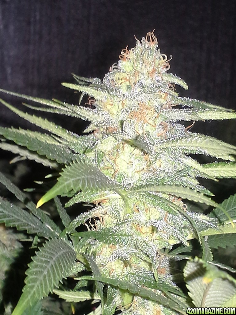 Blue Dream PotM Feb 2014