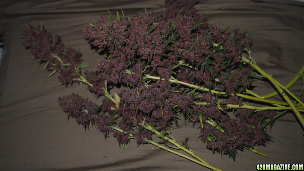 Blue Dream - Purple Queen Harvest