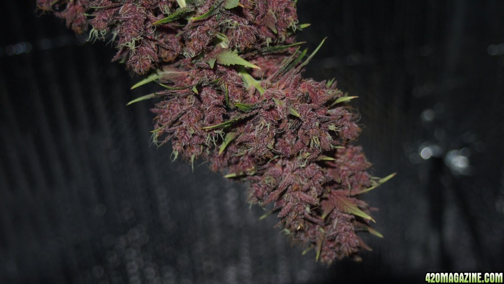 Blue Dream - Purple Queen Harvest