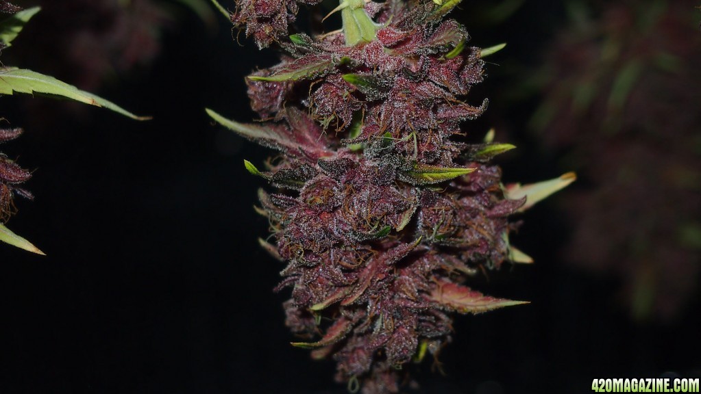 Blue Dream - Purple Queen Harvest