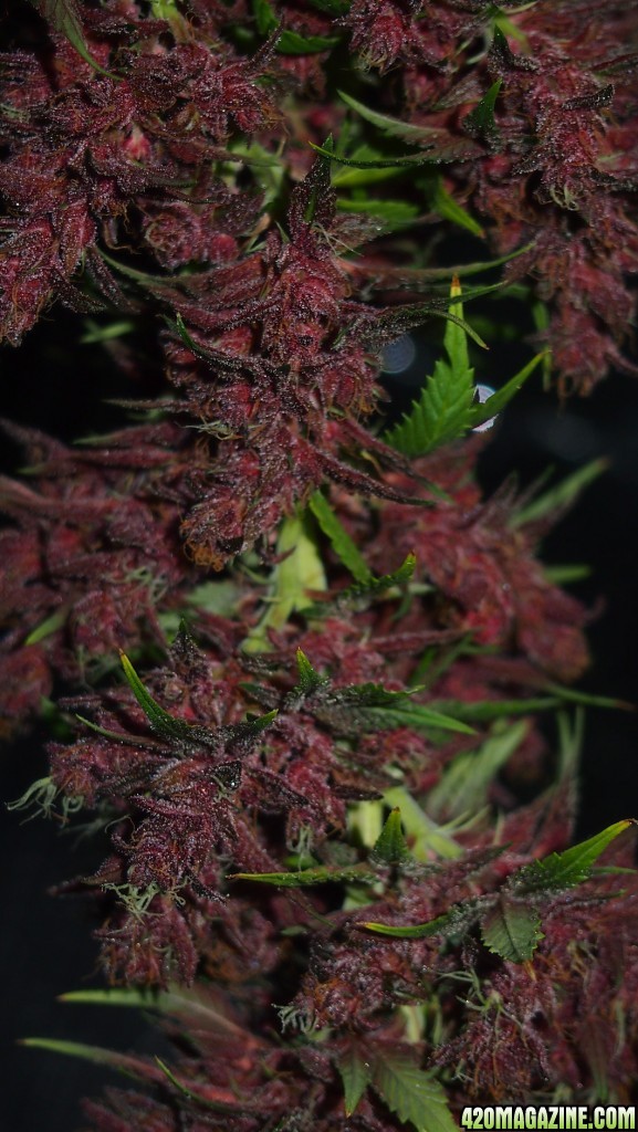 Blue Dream - Purple Queen Harvest