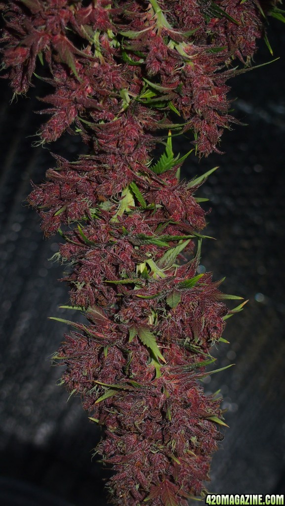 Blue Dream - Purple Queen Harvest