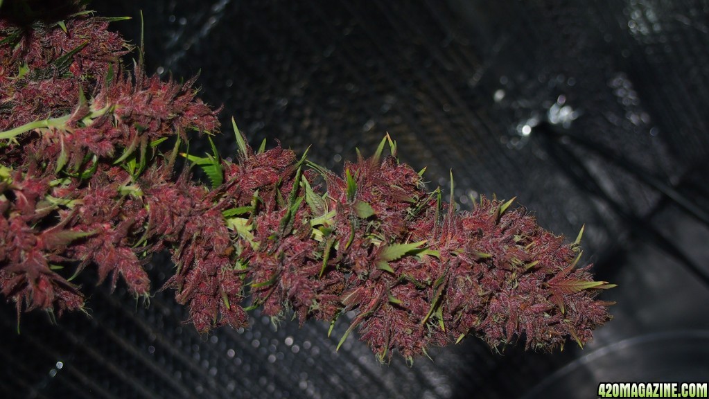 Blue Dream - Purple Queen Harvest