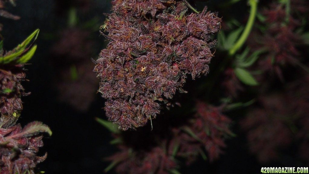 Blue Dream - Purple Queen Harvest