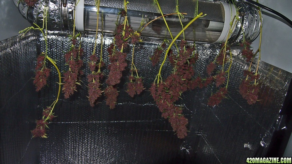 Blue Dream - Purple Queen Harvest