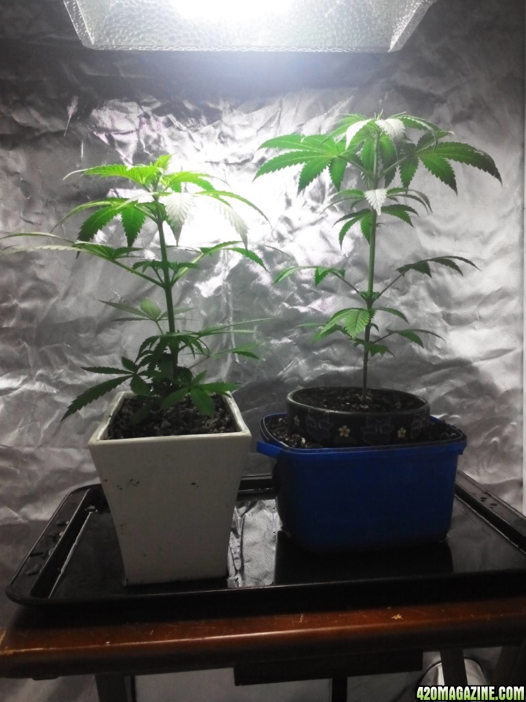 Blue Dream Saplings