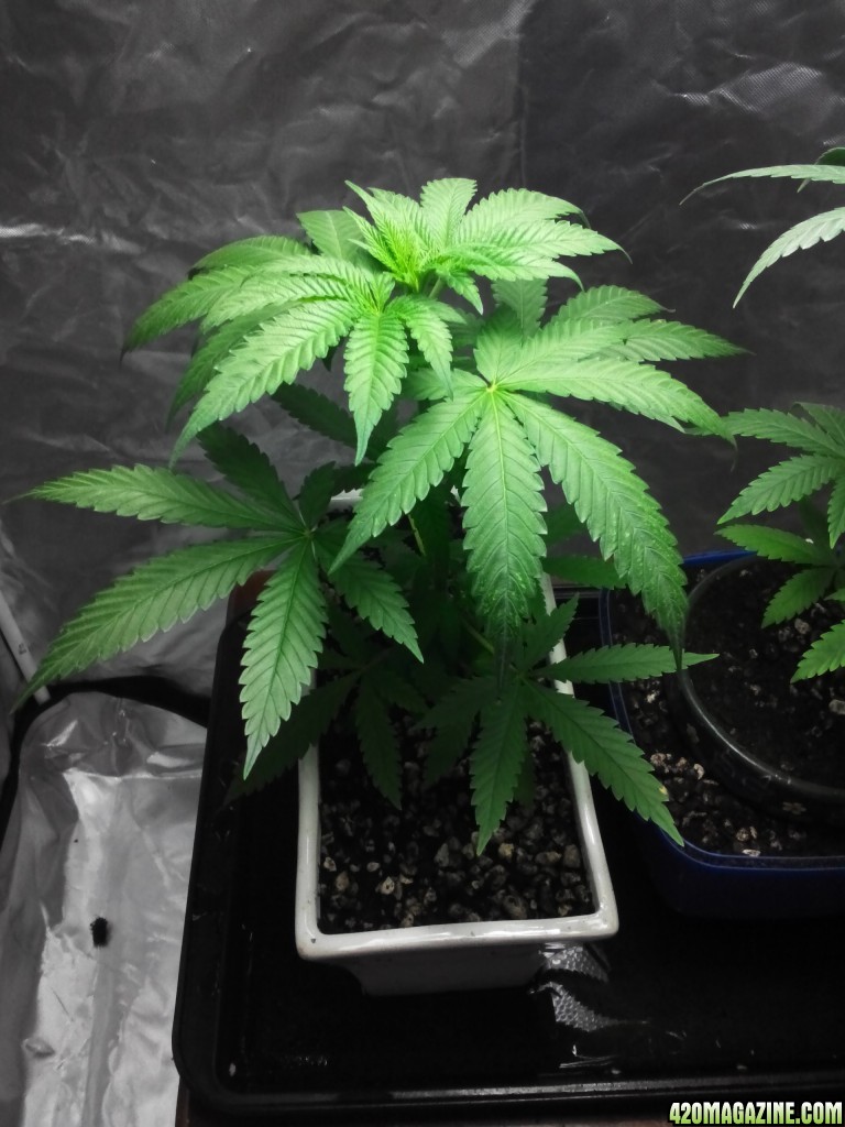 Blue Dream Saplings