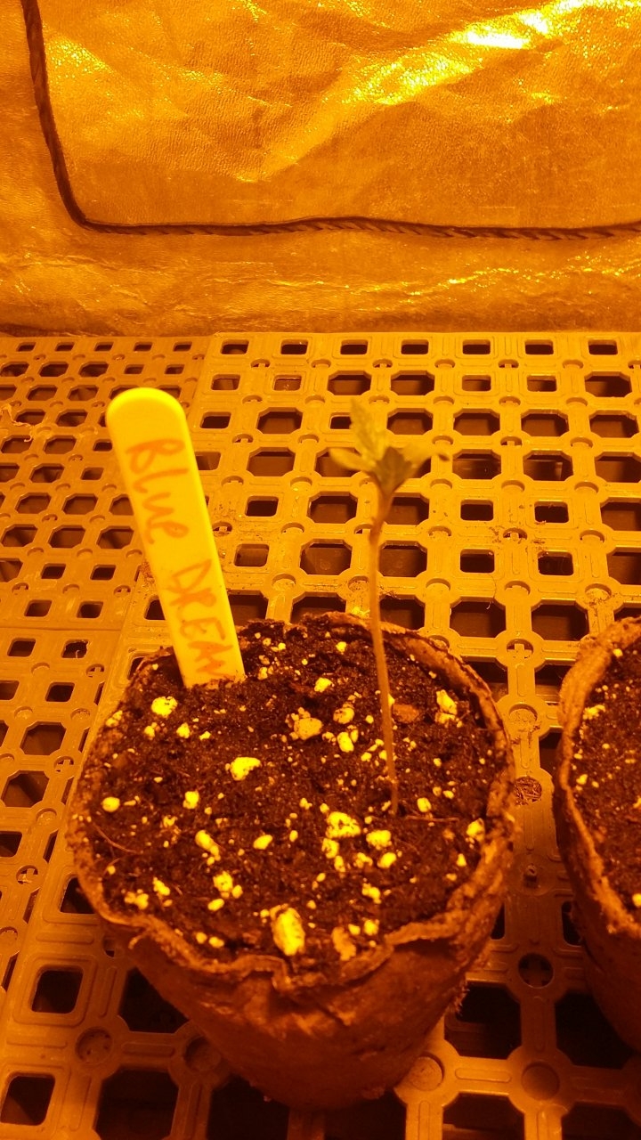 Blue dream seedling stretchy shit