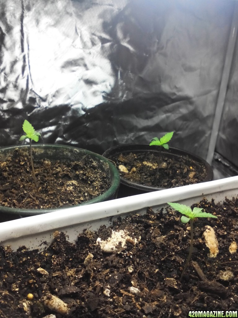 Blue Dream Seedlings