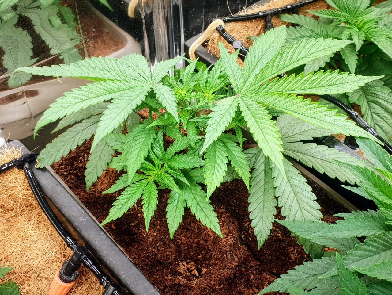 Blue dream topped again