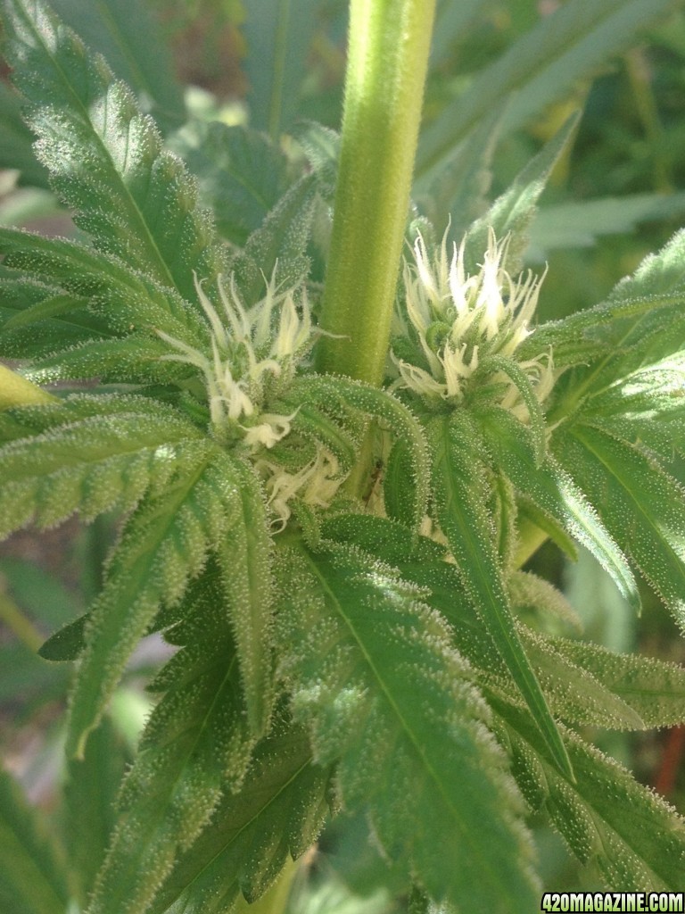 Blue dream two weeks in to flower..