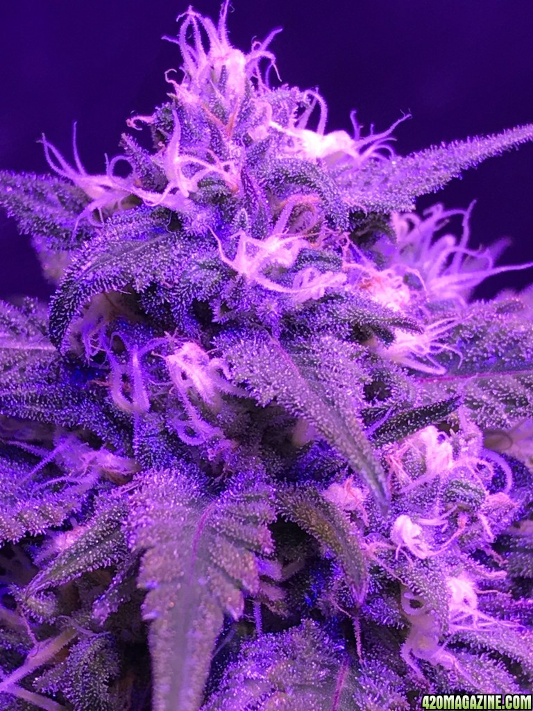 Blue Dream Week 10 Start