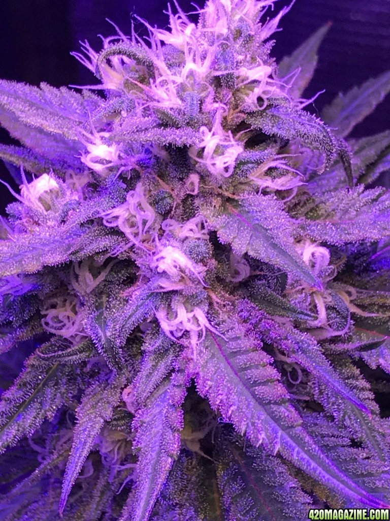 Blue Dream Week 10 Start