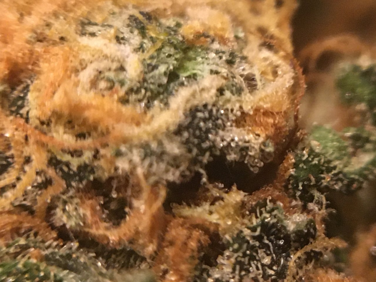 Blue Gelato Closeup.JPG