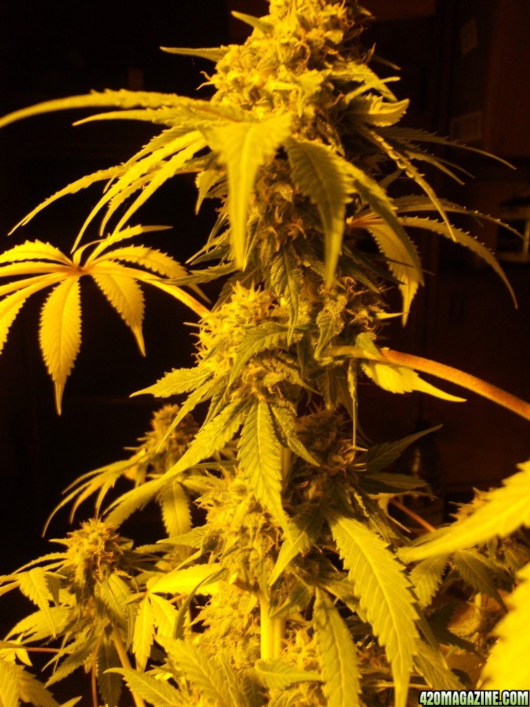 blue hash week 7 flowering .