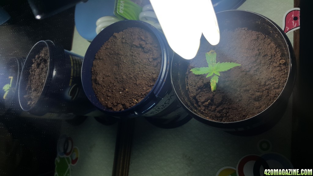 Blue Himalaya - Seedling Therapy 2