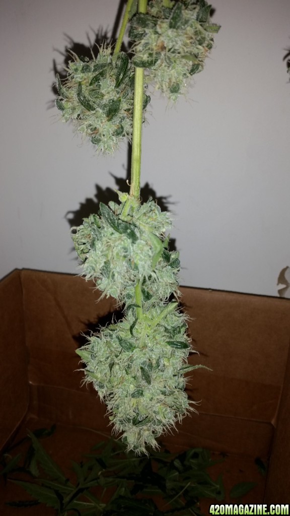 Blue Kush Auto