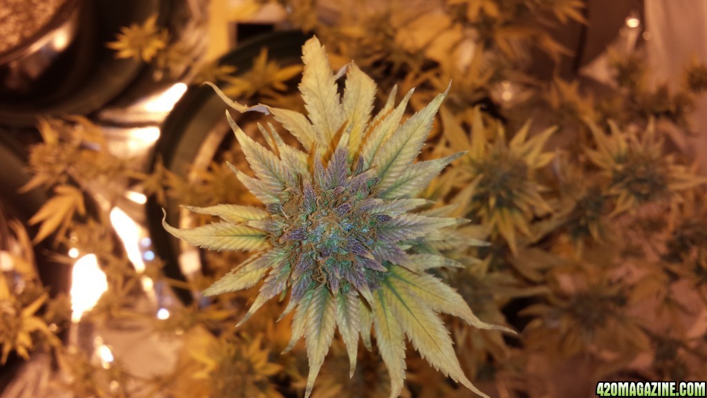 Blue Kush