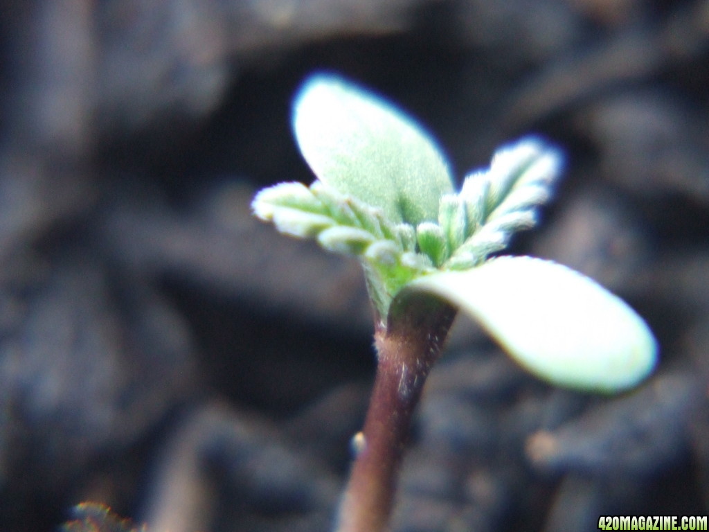 Blue Mammoth Auto  #1 sprout