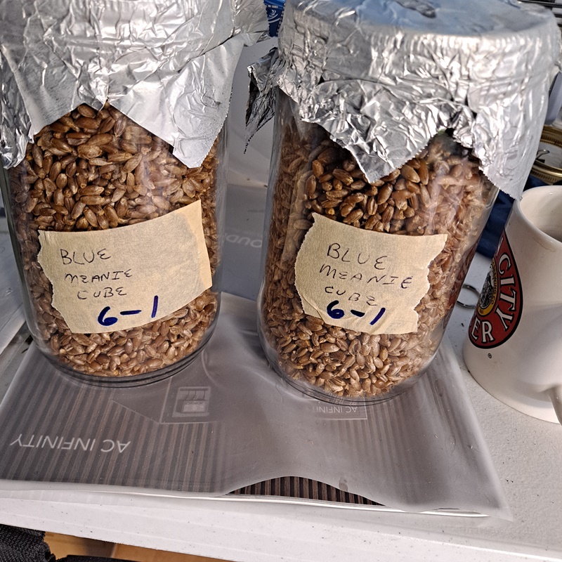 Blue Meanie Cube Rye grain inoculated date.jpg