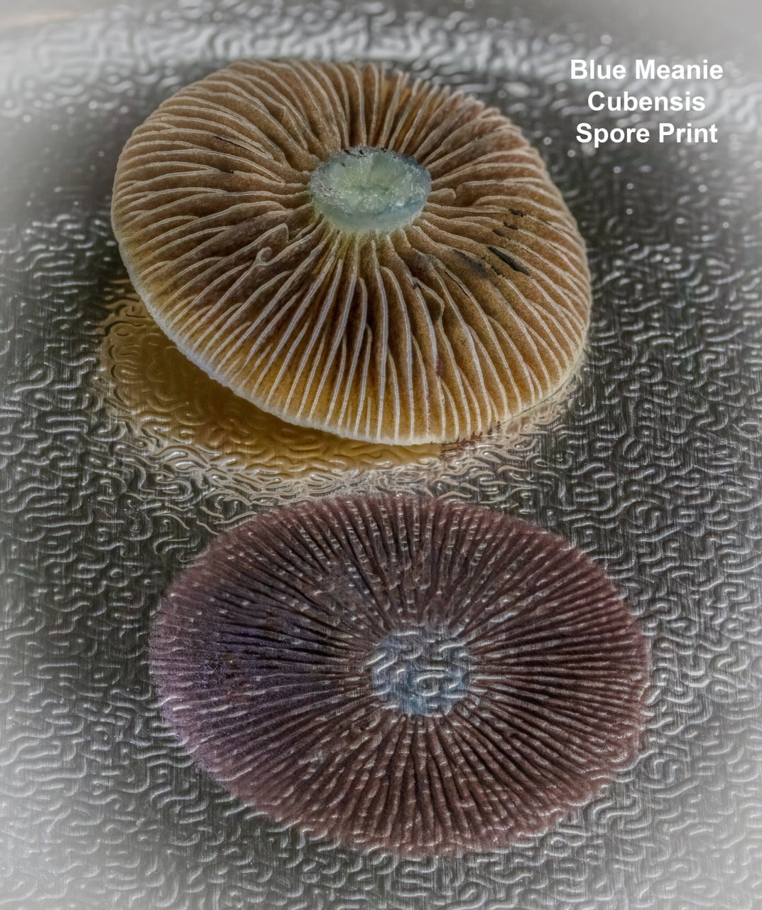 Blue Meanie Cube Spore Print.jpg