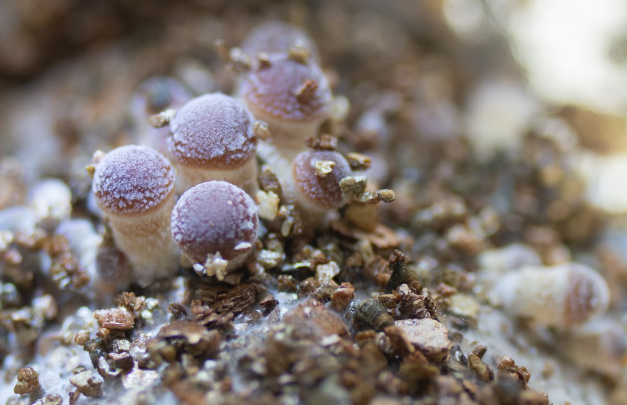 Blue Meanie Cube upcoming 2nd flush.jpg