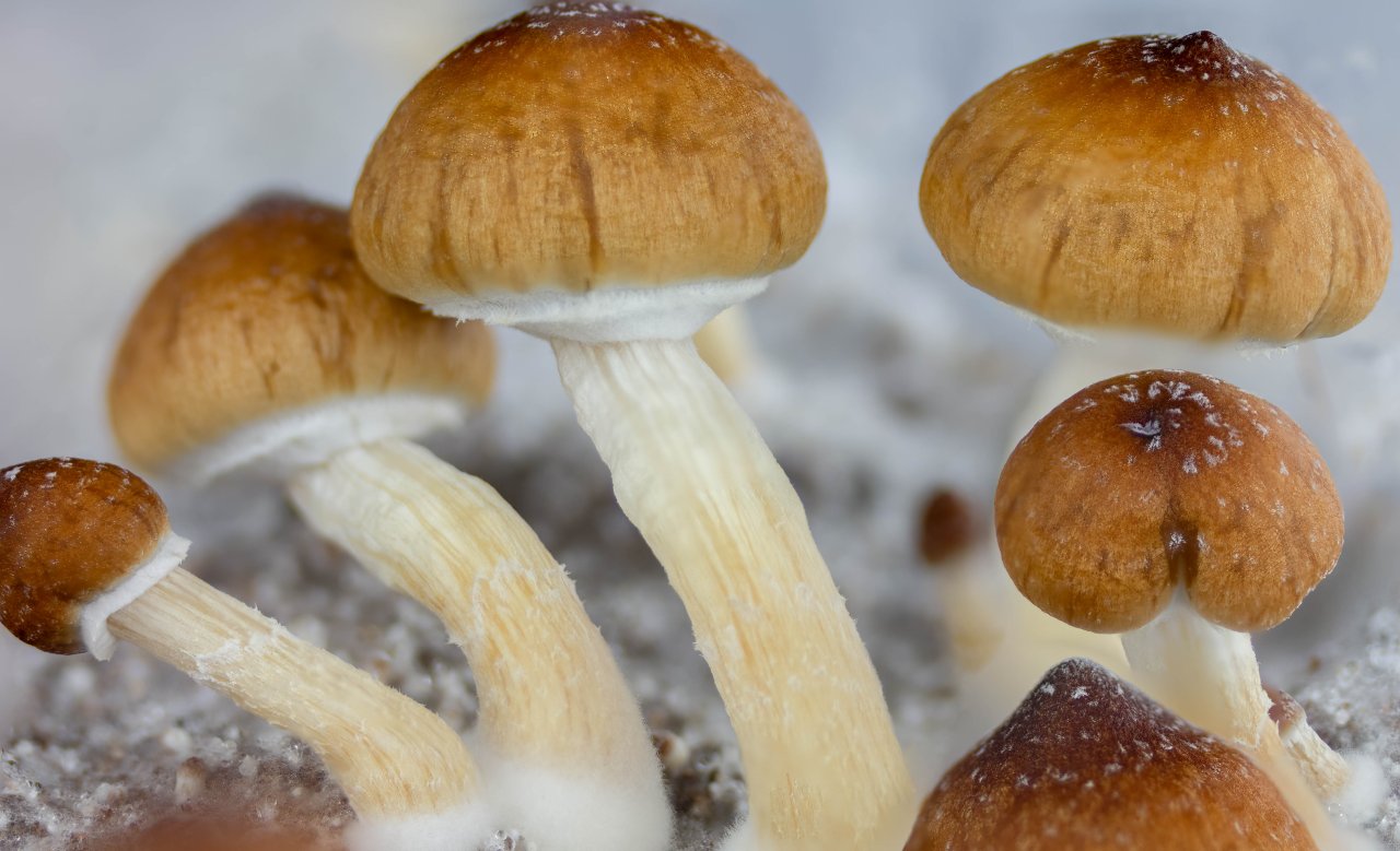 Blue Meanie Cubensis 9-20-24.jpg