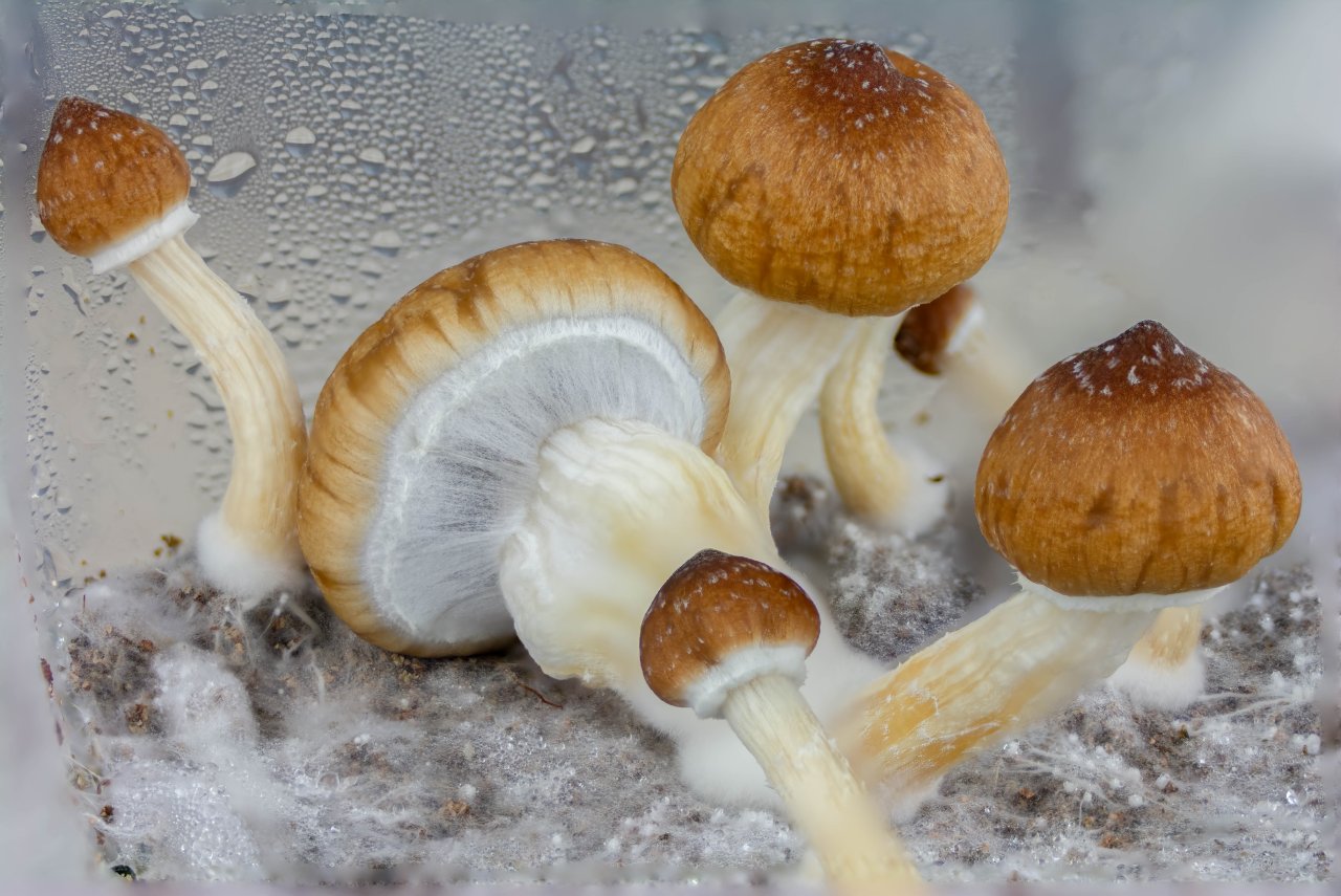 Blue Meanie Cubensis 9-20-24.jpg