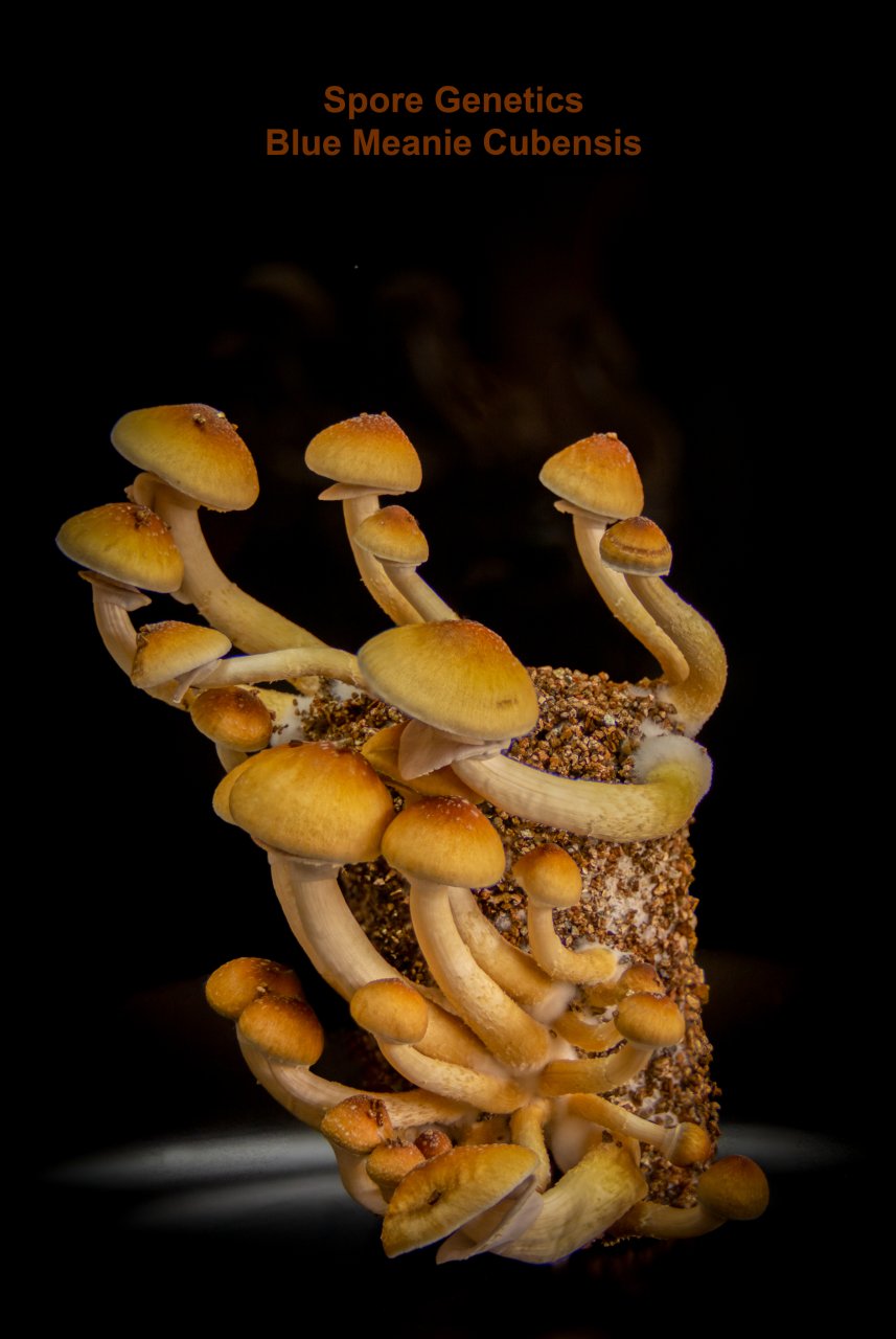 Blue Meanie Cubensis Spore Genetics.jpg