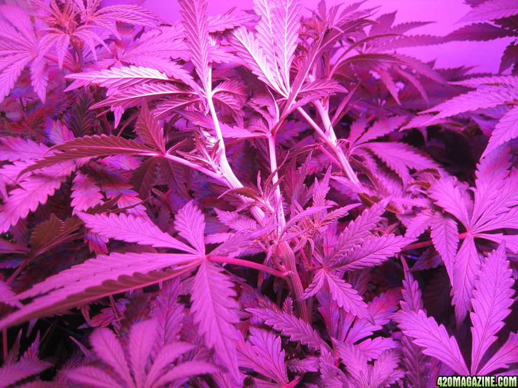 Blue Mystic 13 days into flower