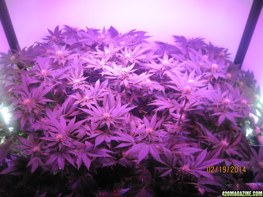 Blue Mystic 19 days into flower, OG Kush day 26 of veg.