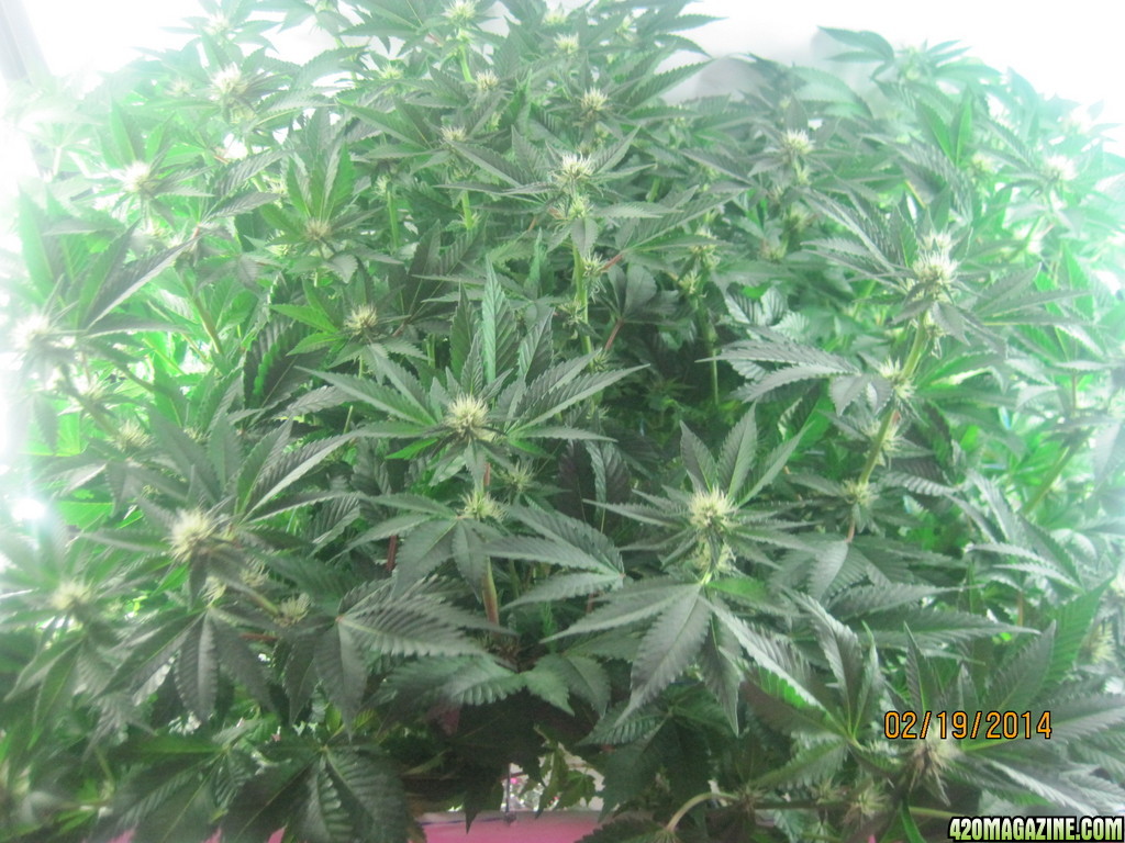 Blue Mystic 19 days into flower, OG Kush day 26 of veg.