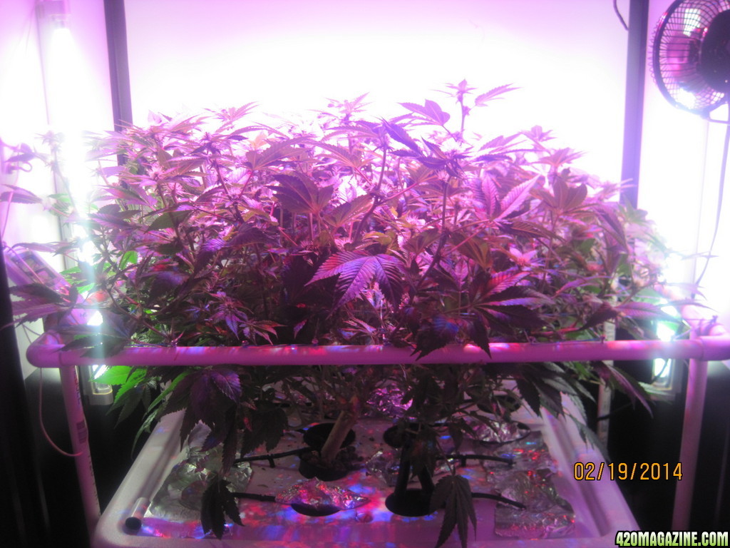 Blue Mystic 19 days into flower, OG Kush day 26 of veg.