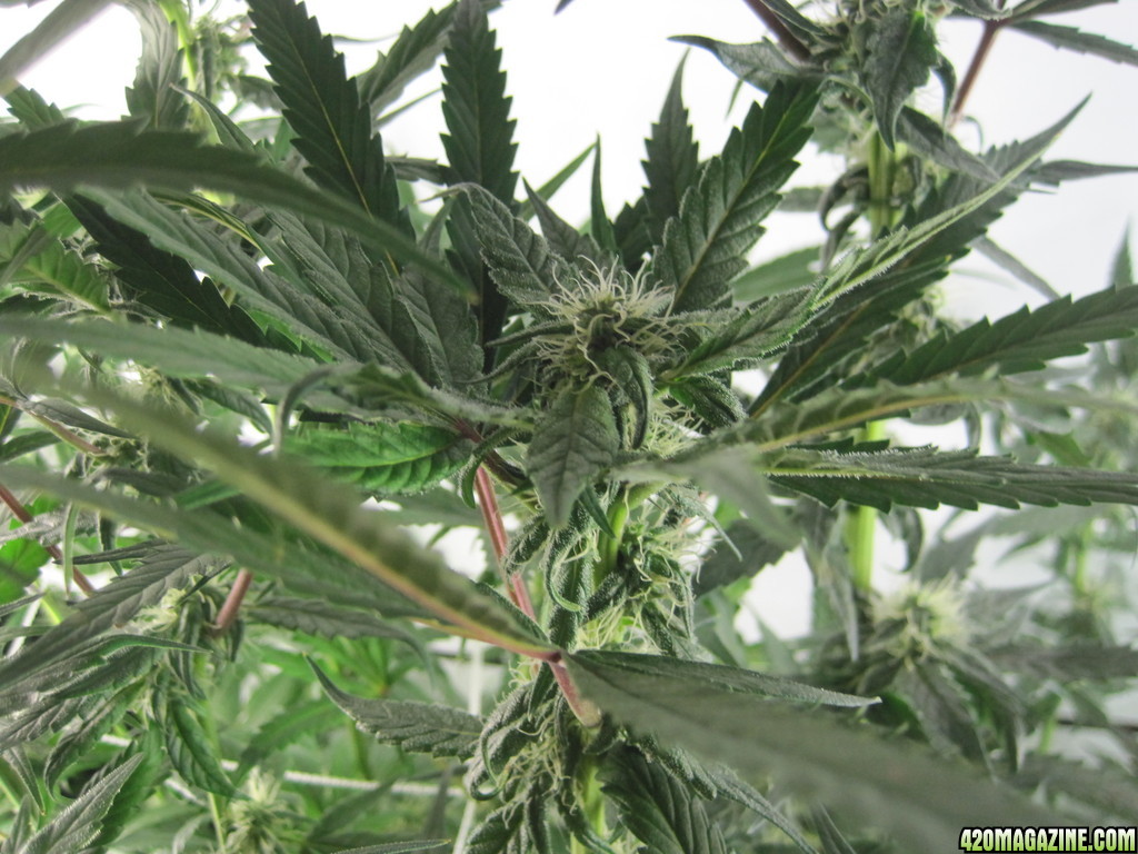 Blue Mystic 27 days into flower