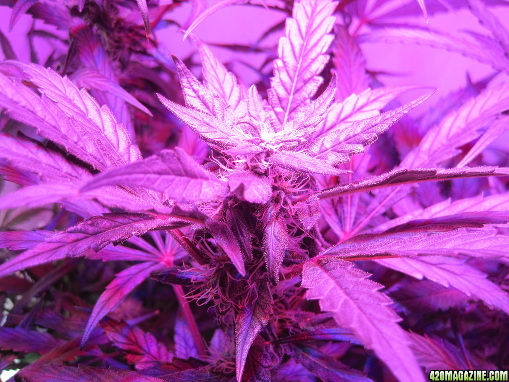 Blue Mystic 31 days into flower