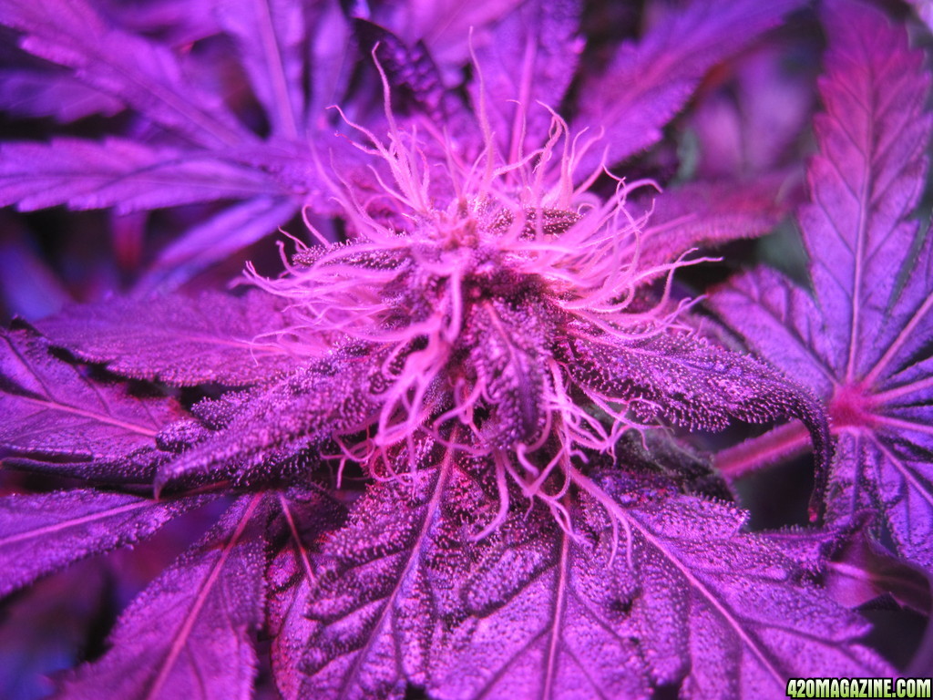 Blue Mystic 31 days into flower