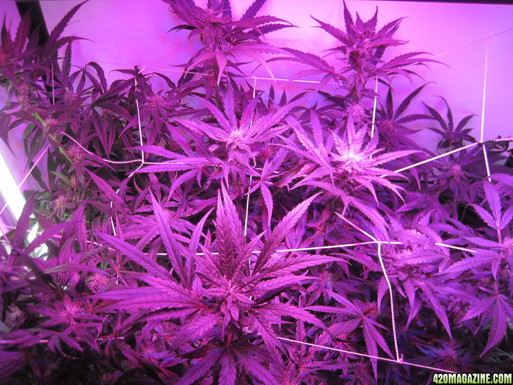 Blue Mystic 31 days into flower