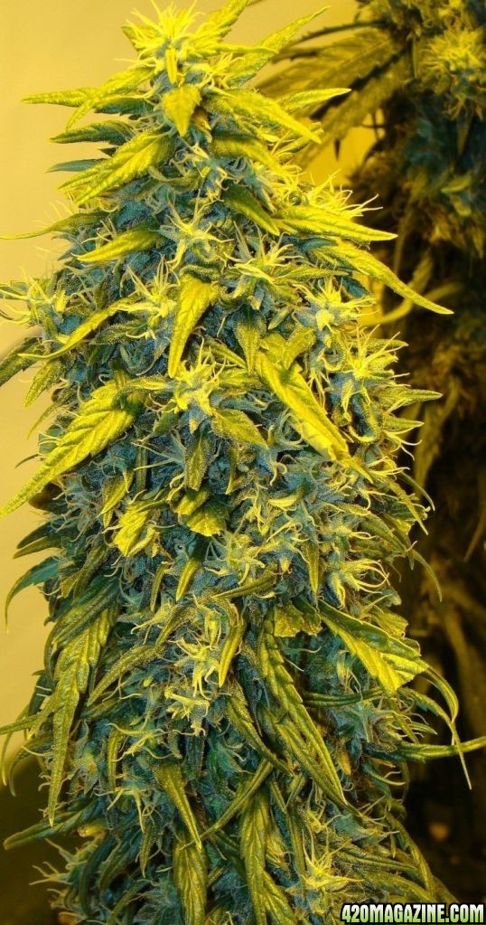 Blue Mystic clone