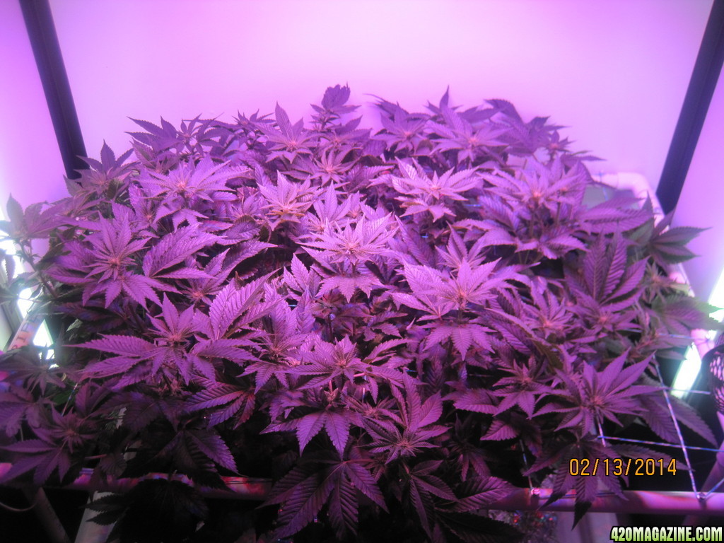 Blue Mystic Day 13 flower, OG Kush day 20 veg