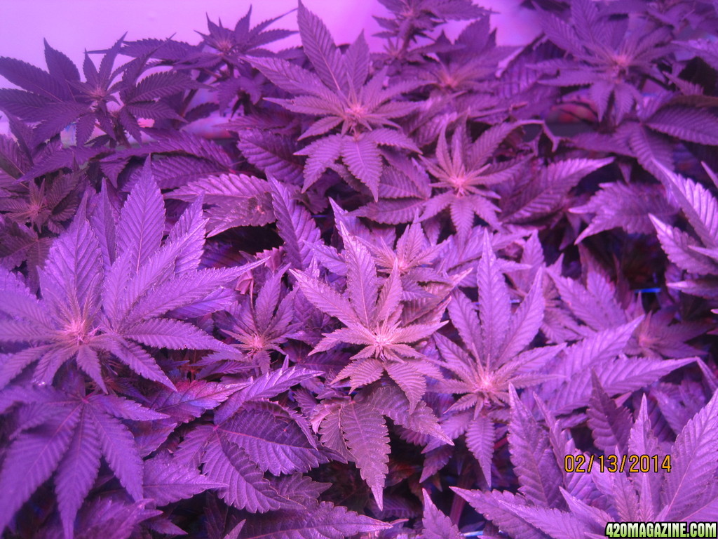 Blue Mystic Day 13 flower, OG Kush day 20 veg