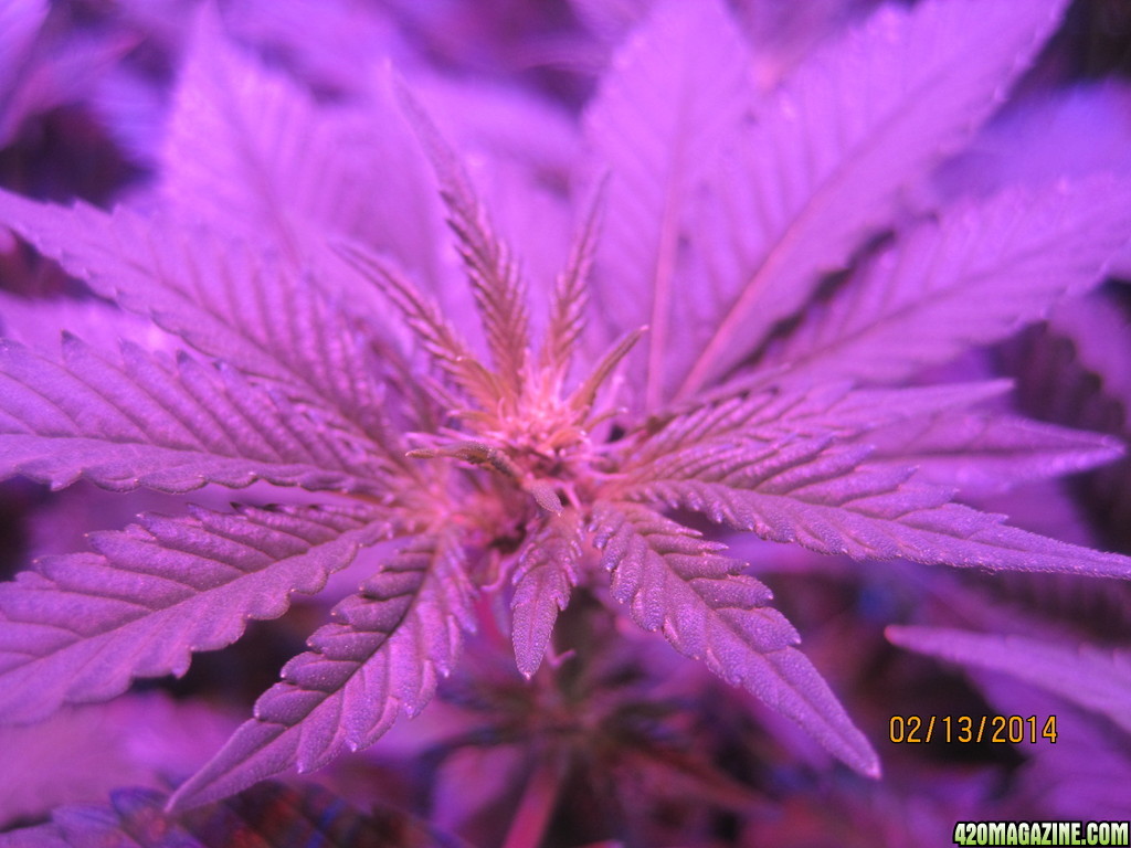 Blue Mystic Day 13 flower, OG Kush day 20 veg