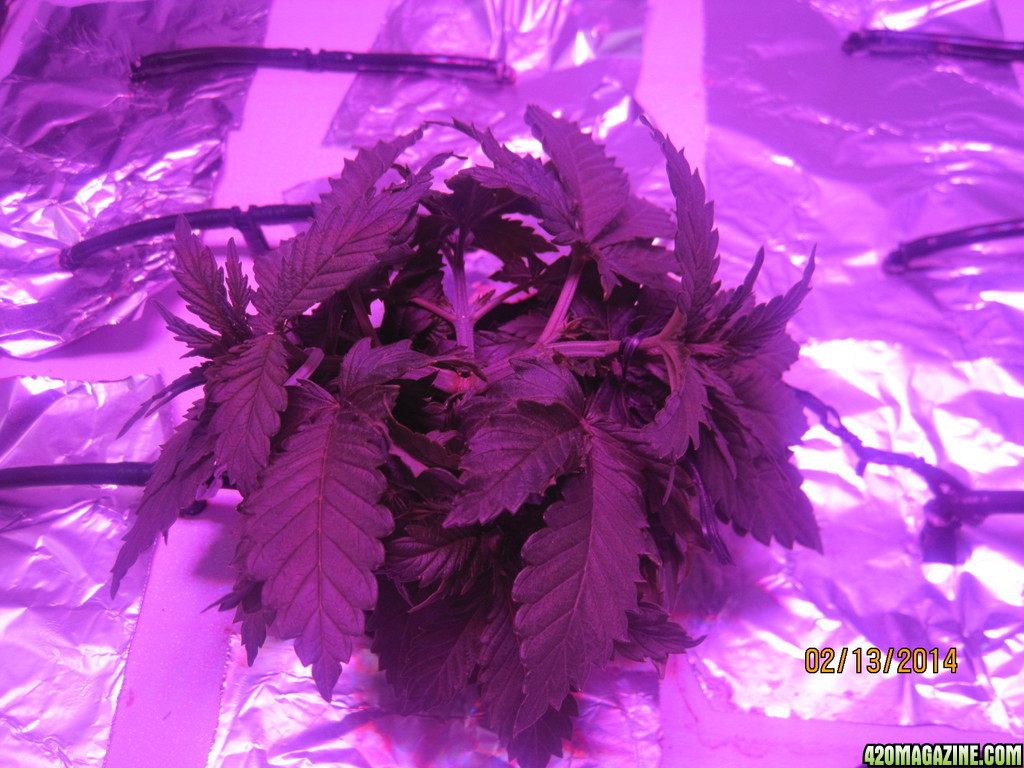 Blue Mystic Day 13 flower, OG Kush day 20 veg