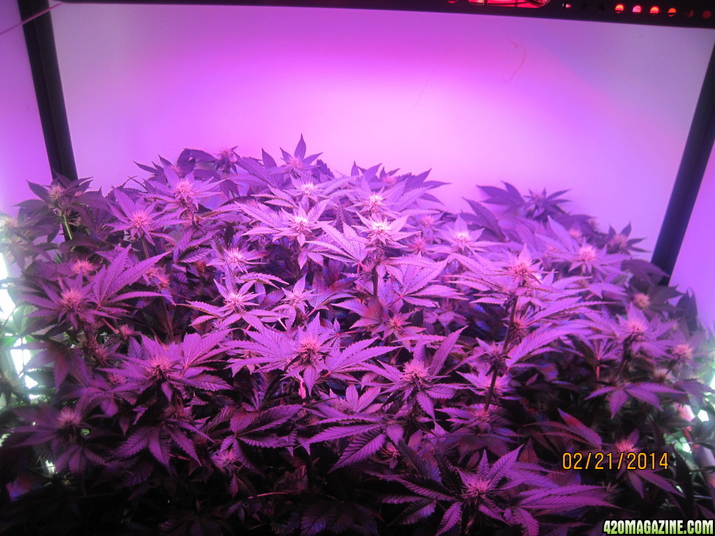 Blue Mystic Day 21 flower, OG Kush day 28 veg