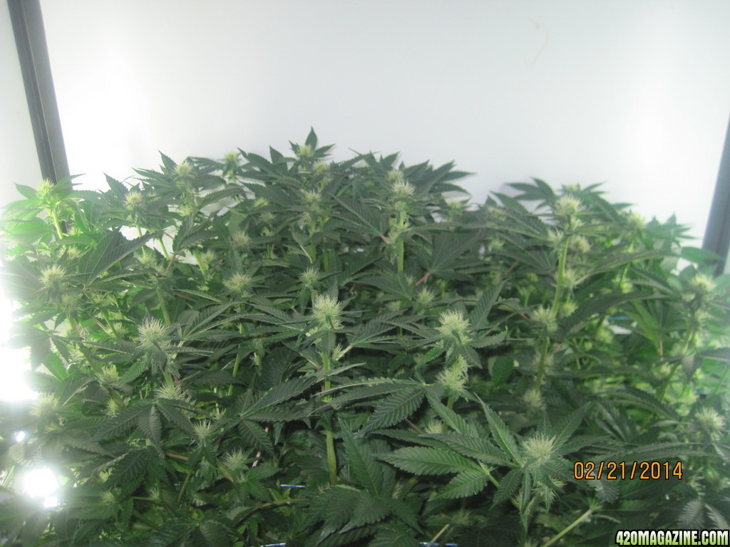 Blue Mystic Day 21 flower, OG Kush day 28 veg