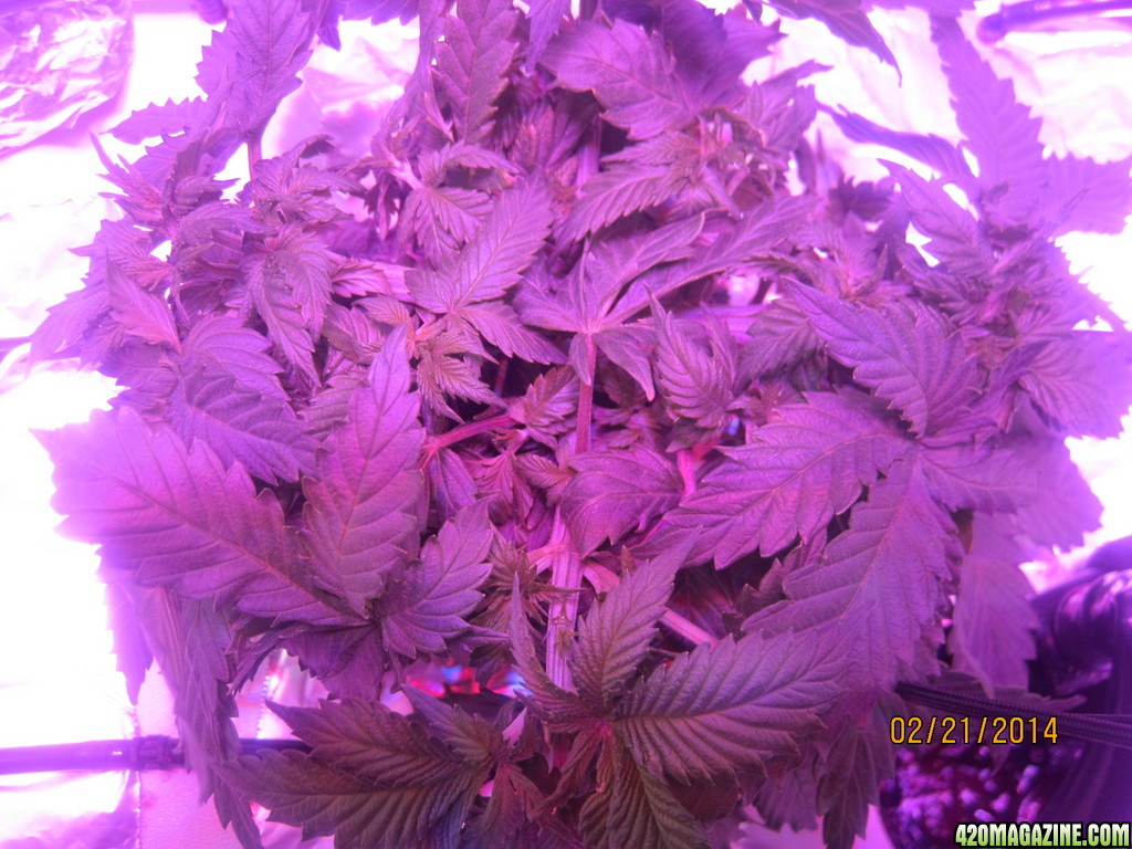 Blue Mystic Day 21 flower, OG Kush day 28 veg